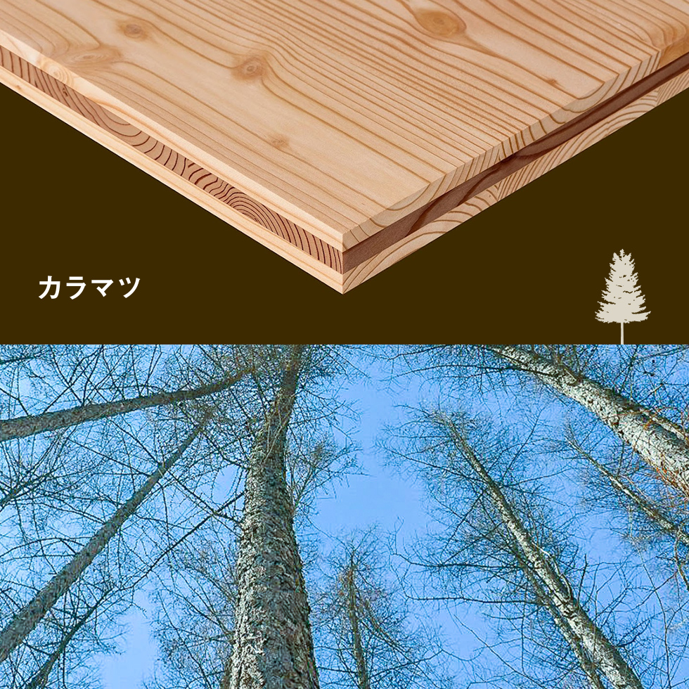 カラマツ